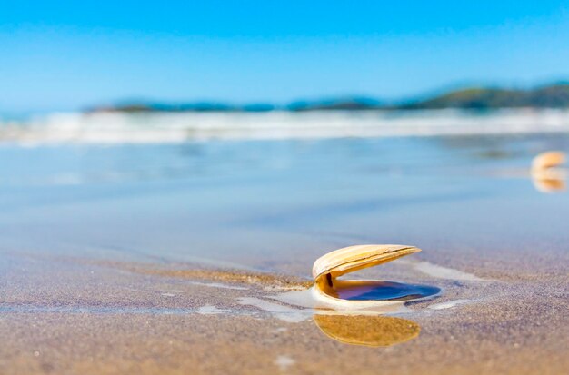 Zbliżenie muszli na plaży