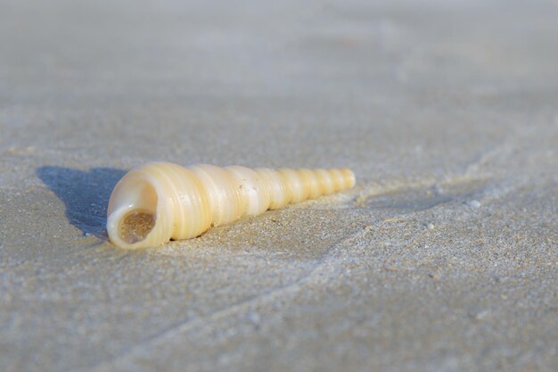 Zdjęcie zbliżenie muszli na plaży