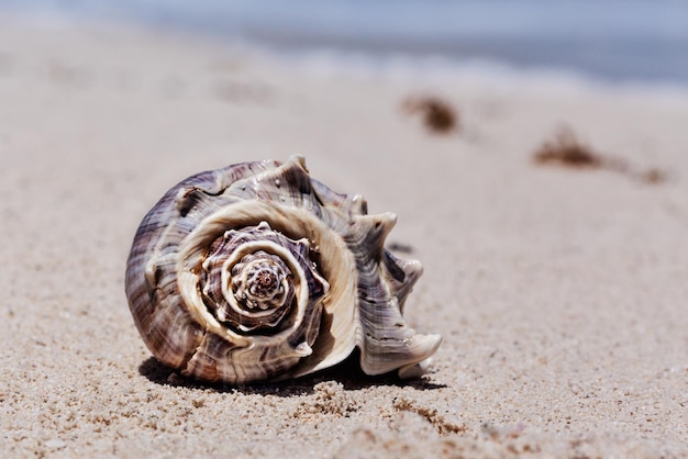 Zbliżenie muszli na plaży