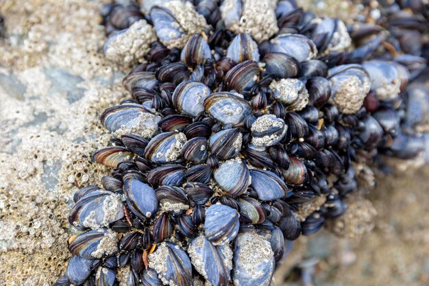 Zbliżenie muszli na plaży