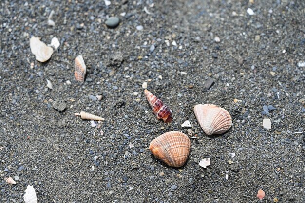 Zbliżenie muszli na plaży