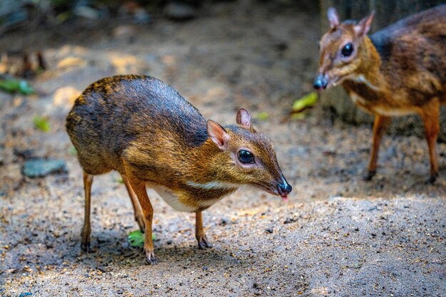 Zdjęcie zbliżenie myszy jelenia w zoo