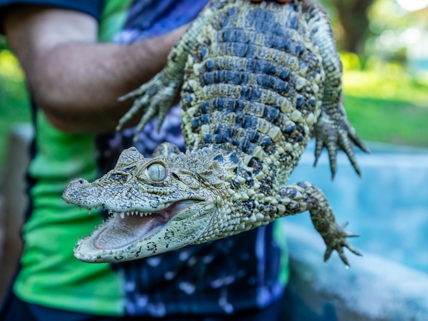 Zbliżenie Na Aligatora żółtego Plonu (caiman Latirostris)