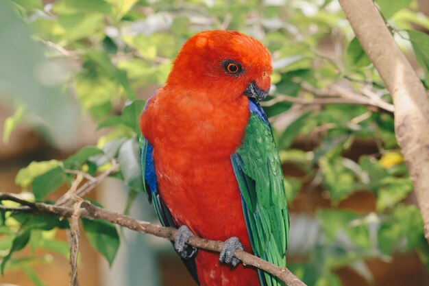 Zbliżenie Na Australijską Papugę Królewską Alisterus Scapularis Na Gałęzi