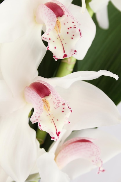 Zbliżenie na białe kwiaty orchidei w tle