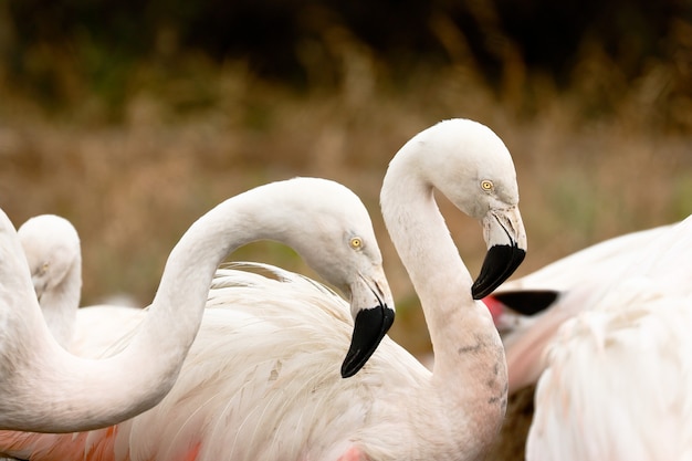 Zbliżenie Na Chilijskie Flamingi W Przyrodzie