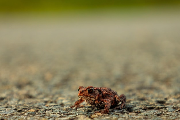 Zbliżenie na Cute Little Frog siedzi na ziemi