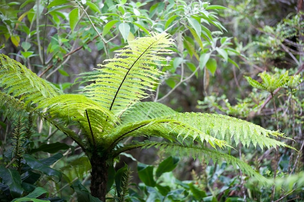 Zbliżenie na Cyathea borbonica