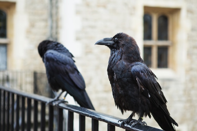 Zbliżenie na czarne kruki w Tower of London