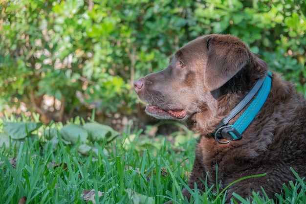 Zbliżenie na czekoladowego labradora w ogrodzie