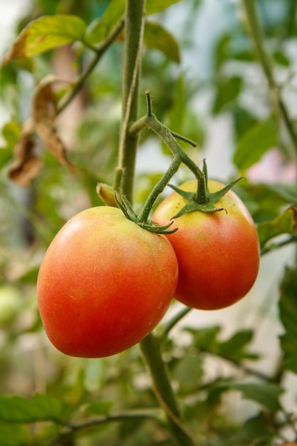 Zbliżenie na dojrzałe pomidory rosnące w szklarni Pomidory na łóżku ogrodowym