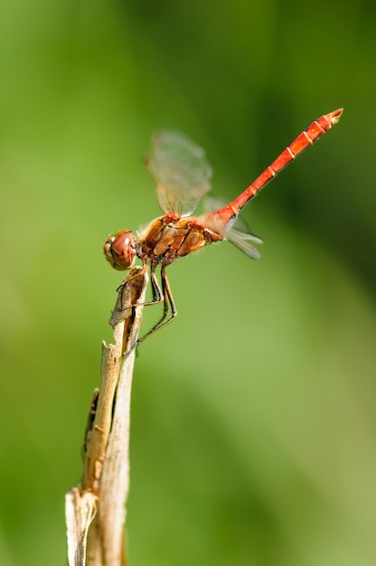 Zbliżenie na dragonflyVagrant darter