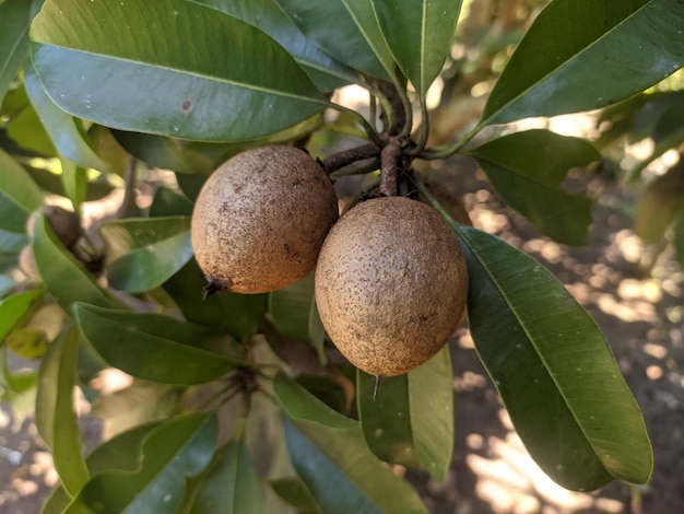 Zdjęcie zbliżenie na drzewo owocowe z napisem granat