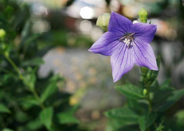 Zbliżenie Na Fioletowe Kwiaty Campanula Medium, Znane Również Jako Kwiaty Canterbury Bells