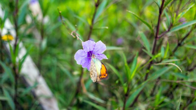 Zbliżenie Na Fioletowe Kwiaty Ruellia Tuberosa Z Siedzącymi Motylami