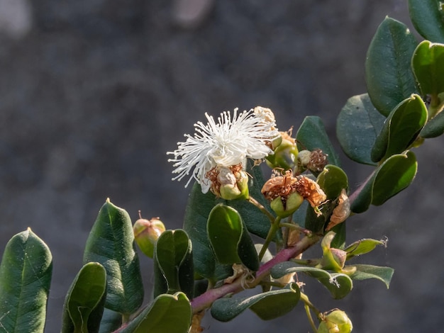 Zbliżenie na gałązkę mirtu chilijskiego lub temu w Bloom i jego białe kwiaty w letnie popołudnie