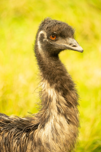 Zbliżenie Na Głowę I Szyję Emu