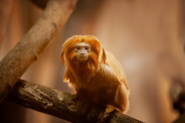 Zbliżenie na Golden Lion Marmoset Tamarin Monkey