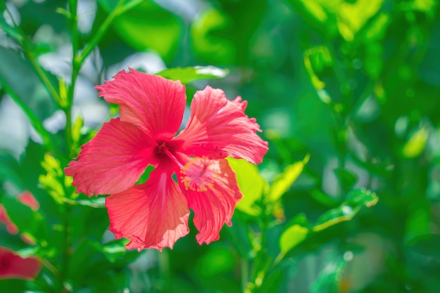 Zbliżenie na Hibiscus rosasinensis znany potocznie jako chiński hibiskus jest powszechnie uprawiany jako roślina ozdobna Hibiscus rosasinensis w szczegółach zbliżenia