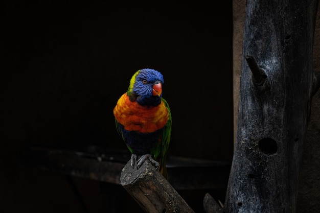 Zbliżenie na kolorowe bardzo piękne papugi przysiadające na kłodzie