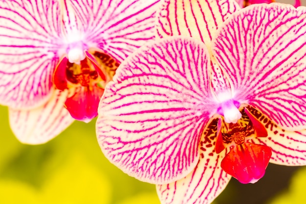 Zbliżenie na kolorowe rośliny orchidei w pełnym rozkwicie.