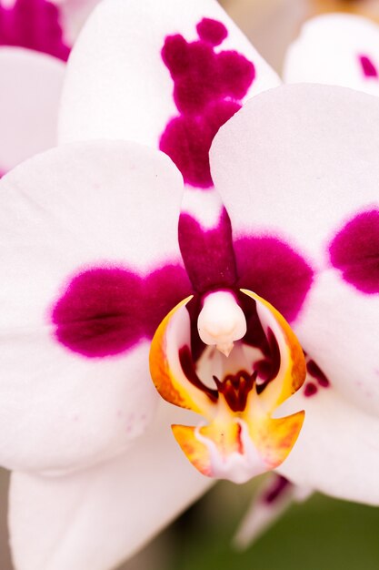 Zbliżenie na kolorowe rośliny orchidei w pełnym rozkwicie.