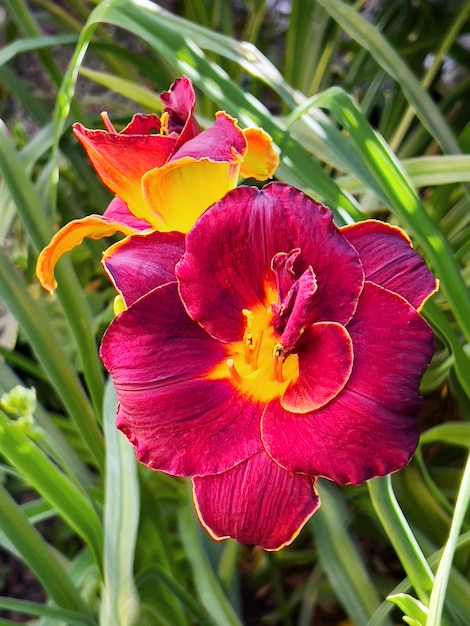 Zbliżenie na kolorowy kwiat liliowca Daylily Highland lord