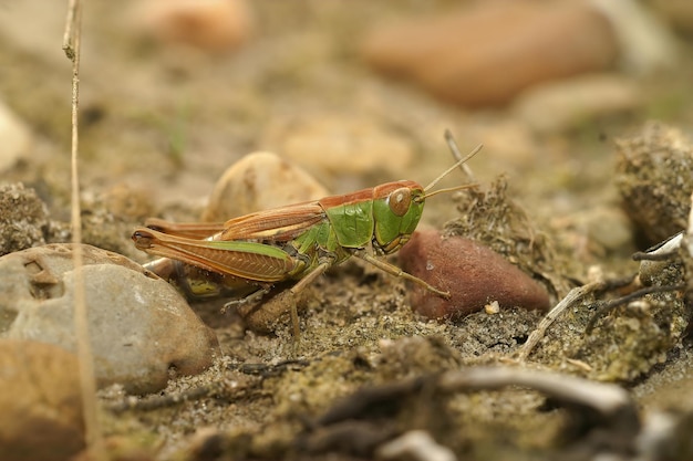 Zbliżenie na konik polny łąkowy, Pseudochorthippus parallelus, siedzący na ziemi