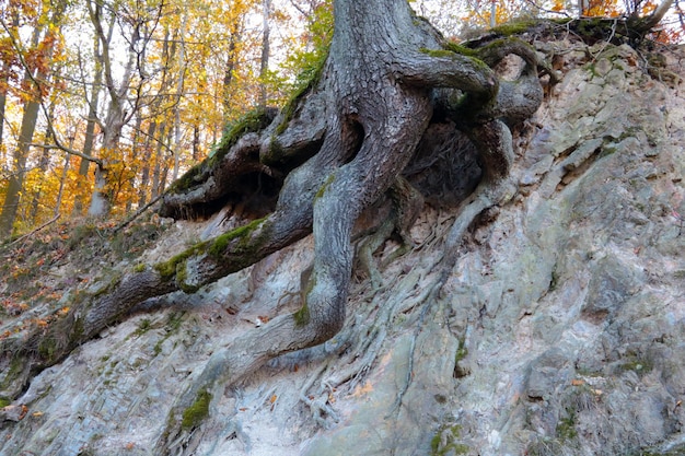 Zbliżenie na korzenie pnia drzewa, który wyrasta z kamienia