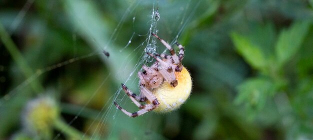 Zbliżenie na krzyżu pająka, zwanego również europejskim pająkiem ogrodowym, pająkiem diademowym lub pająkiem dyniowym