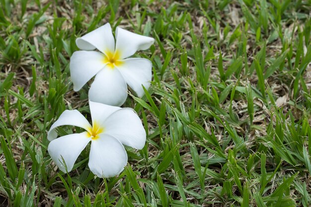 Zbliżenie na kwiat frangipani