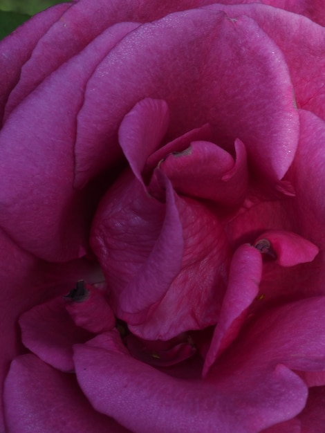 Zbliżenie na kwiat róży