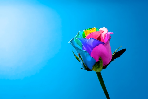Zdjęcie zbliżenie na kwiat z wielobarwnym płatkiem
