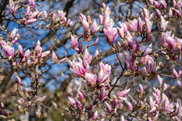 Zbliżenie na kwiaty chińskiego drzewa magnolii z błękitnym niebem