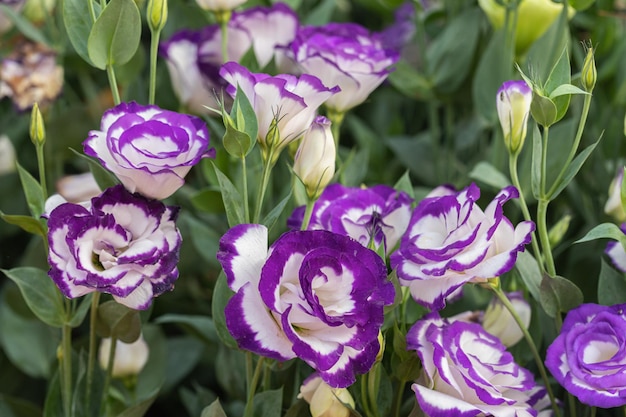 Zdjęcie zbliżenie na kwiaty lisianthus lub rośliny eustoma kwitną w ogrodzie kwiatowym