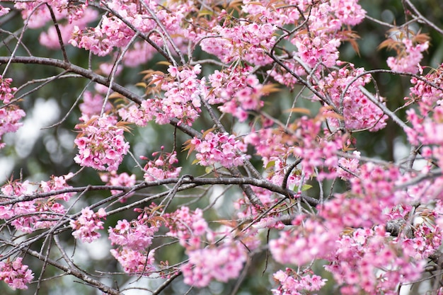 Zbliżenie Na Kwiaty Wiśni Sakura W Parku