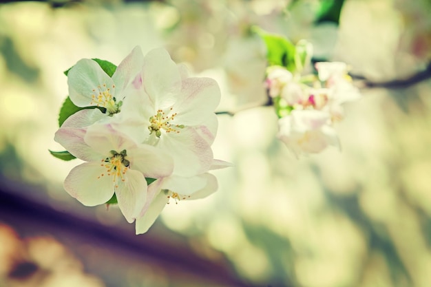 Zbliżenie na kwitnącą gałąź jabłoni instagram stile