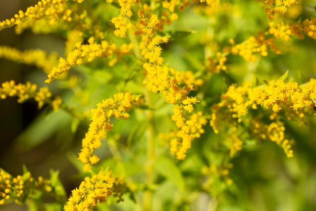 Zbliżenie na kwitnący żółty kwiatostan solidago canadensis