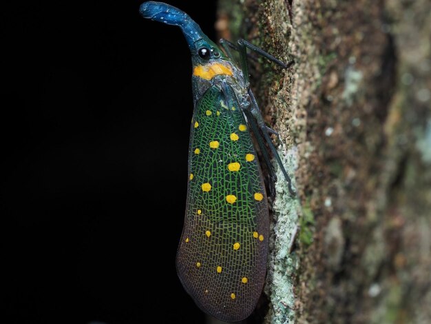 Zbliżenie na Lantern Bug Fulgora lampestris w Danum Valley Sabah Borneo, Malezja