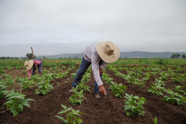 Zbliżenie na latynoskich rolników na plantacji w Meksyku