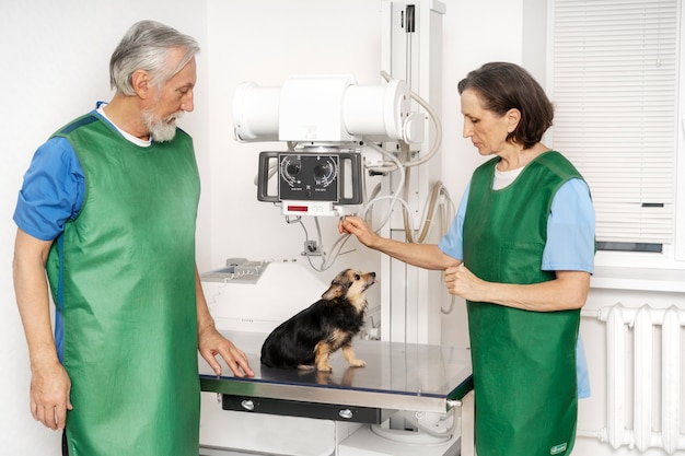 Zdjęcie zbliżenie na lekarza weterynarii opiekującego się zwierzakiem