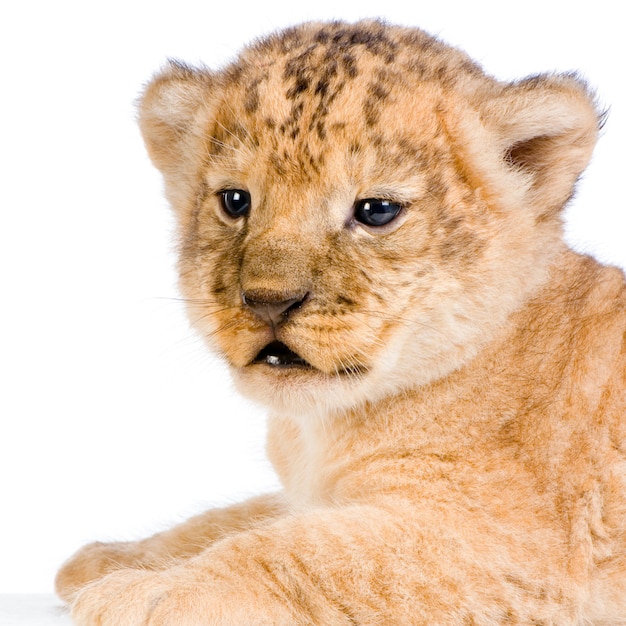 Zbliżenie Na Lion Cub (3 Tygodnie) Na Białym Tle.