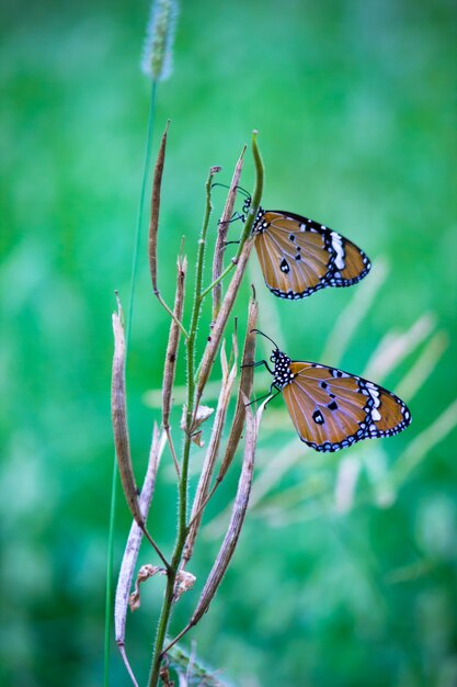 Zbliżenie na motyle Plain Tiger Danaus chrysippus spoczywające na roślinie w tle natury