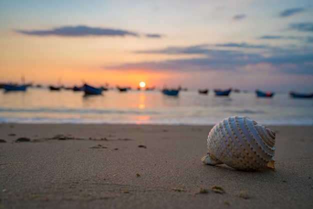 Zbliżenie na muszle na tropikalnej plaży Muszle na plaży z zachodem słońca i łodzią