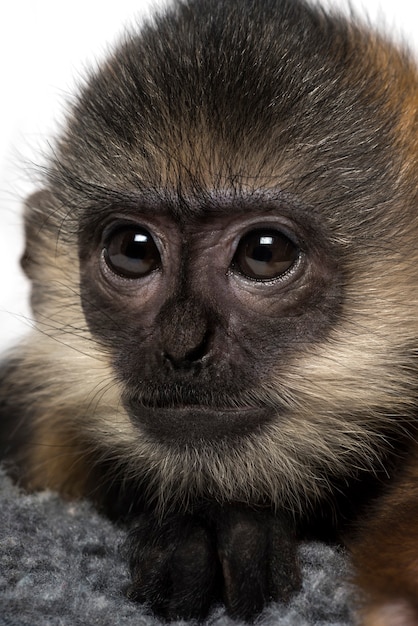 Zbliżenie na niemowlę Francois Langur (4 miesiące)