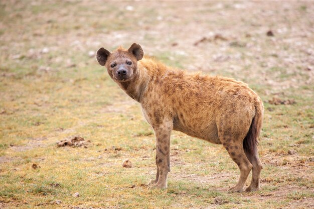 Zbliżenie Na Oglądanie Hieny Na Safari