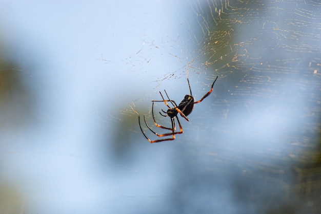 Zbliżenie na Pająka na WebGolden Orb Weaver Pająk