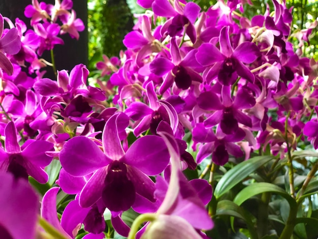 Zbliżenie na piękną fioletową orchideę phalaenopsis Kwitnący tropikalny kwiat