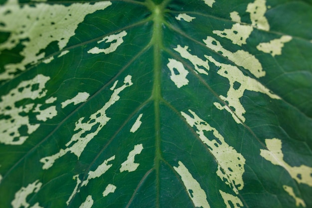 Zbliżenie na piękne liście Caladium Bicolor