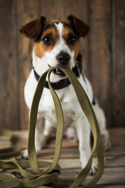 Zdjęcie zbliżenie na pięknego psa jack russell